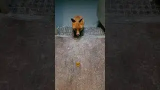 Лиса 🦊 по имени Веста пробует мёд 🍯😊