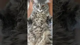 Кіт бандерівець