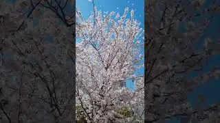 #spring #korea #sakura #cherryblossom #travel