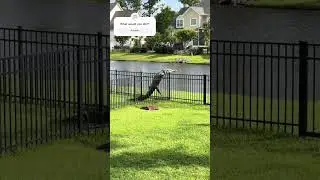 Alligator climbing my fence in my backyard #alligator #alligatoryoutubechannel