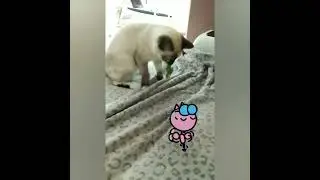 Киса Мистюша - киса кисуня))