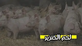 Why Islam forbade pork