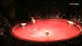 Dogs