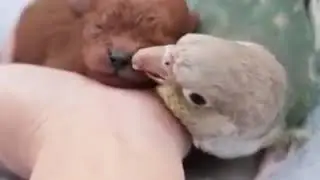 Маленький щенок и попугай.