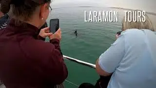 Encounter huge bottlenose dolphins - Namibia