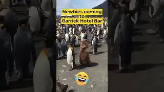 Newbies coming to the bar