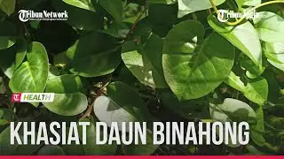 BERBAGAI KHASIAT DAUN BINAHONG YANG MENAKJUBKAN