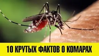 10 НЕВЕРОЯТНЫХ ФАКТОВ О КОМАРАХ