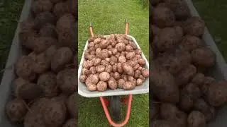 Выкапываем картофель сорт Жуковкский ранний.