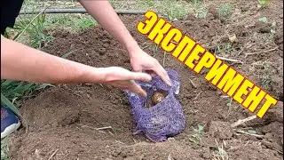 ЧТО ЕСЛИ ПОСАДИТЬ КАРТОФЕЛЬ В ЗЕМЛЮ ПРЯМО В МЕШКЕ