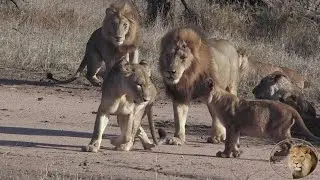 Ever Seen A Flirting Lioness? Watch The Queen Of Them All