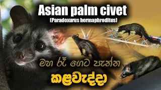 The Asian palm civet  - කළවැද්දා -