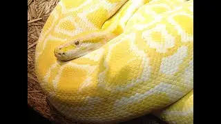 Doing Some Pythons