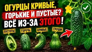 Почему огурцы ГОРЧАТ, растут ПУСТЫМИ и КРИВЫМИ? Убираем ВСЕ проблемы плодов!