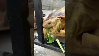 Черепаха