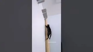 Raja really loves to climb her pole! 
