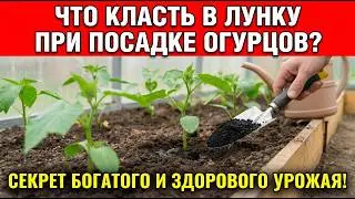 Что положить в лунку при посадке огурцов: секрет урожайного куста без болезней