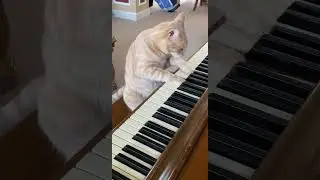 Cat Plays Piano! 🎹 
