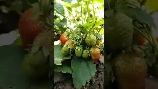 а какая у вас погода?!