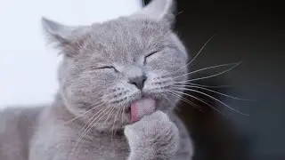 🙀Cute Cats Want To Sleep|| The Dodo || Try Not To Lough