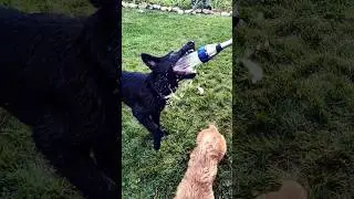 When your dog lives for water!  #dog #gsd #germanshepherd #puppy