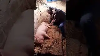 КАБАН СТАСИК 🤣