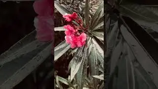 У природы нет плохой погоды🍁 На Кубань пришли дожди🌧🌧🌧 