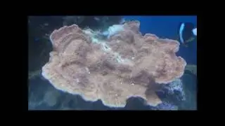 Reef life in 1 minute.