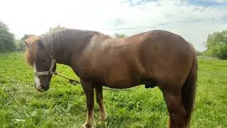 Продажа жеребчика Сокол1 год 10 мес Русский Тяж🐎