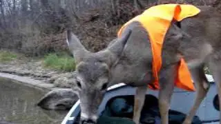 "Muskegon River Deer in boat"- Michigan