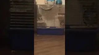 Смішні будні Шарика)))😂😂😂