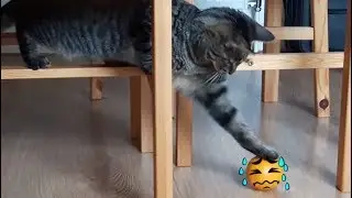 Loki's Encounter with an Orange