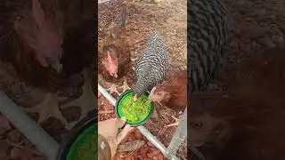 Hanging out with the locals