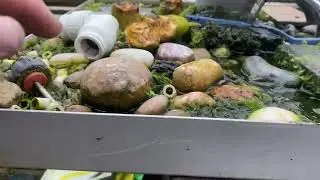 How to control algae