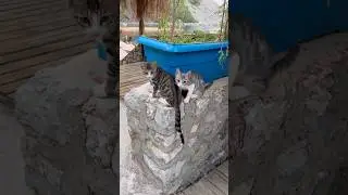 В Турции ЛЕГАЛЬНО. Шикарная ЖИЗНЬ для КОТОВ 