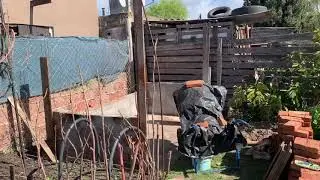 Как купаются мускусные утки!