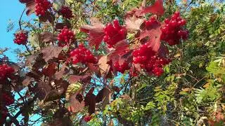 Above the river is a viburnum ripe ... Osoka. Song