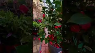 Камелия Mathotti Rosea