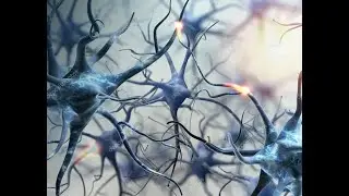 Quantum Collapsing Brains: a response to Sabine Hossenfelder's video