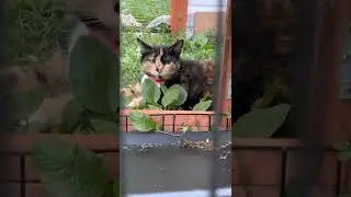 The story of how we came to be. How one kitten created an animal sanctuary. Saving 3 lives +more