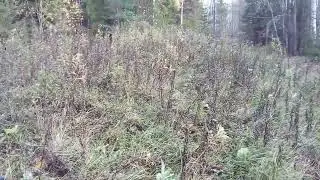 Первая охота.