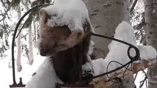 Сошёл с путика с двумя соболями, декабрь 2023 г.