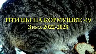 Зима 2022-2023, ПТИЦЫ НА КОРМУШКЕ-19
