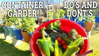 My First Container Garden Update! What I did right and wrong...