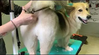 How To Trim A Corgi Booty ✂️