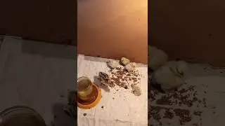 Утренние новости у малышей.