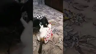 Смешные питомцы...