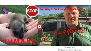UPDATED-Stop Trapping Raccoons In Attics- Forever! Most Humane*Professional Advice]