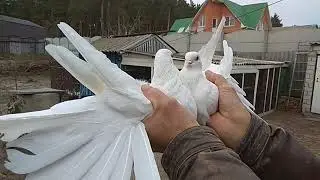 Николаевские белые моего дедушки-2 (Харьковская область)