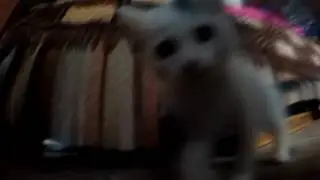 ШОК !!! Зверское нападение дикого кота /  Brutal attack of a wild cat
